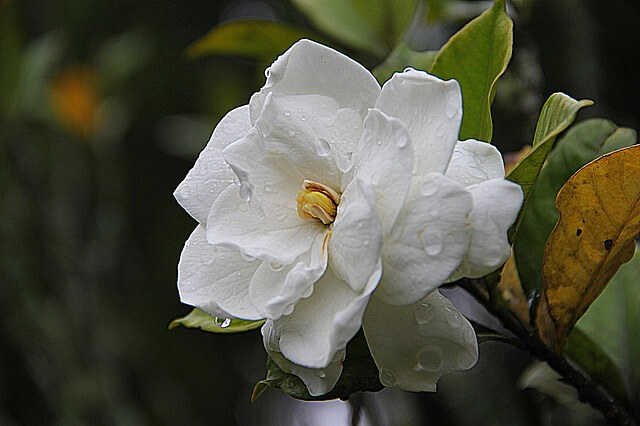 Rozwinięty kwiat gardenii