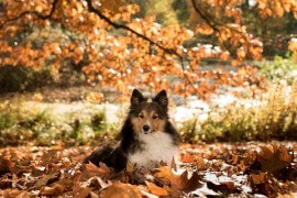 Pies leżący w stercie liści